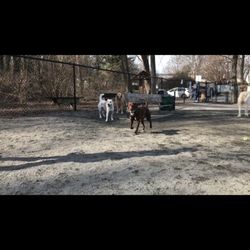 Vienna Dog Park