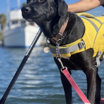SUP Pups - Paddleboarding Near Me - San Diego, California SUP Pups - Paddleboarding Near Me - San Diego, California
