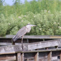 Gemini Springs Park - Great Blue Heron