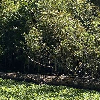 CREW - Bird Rookery Swamp - Parks Near Me - Naples, Florida