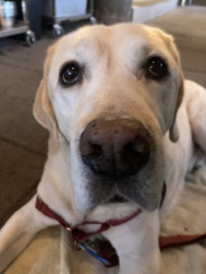 The Last Rodeo & Matt's BBQ Tacos by null