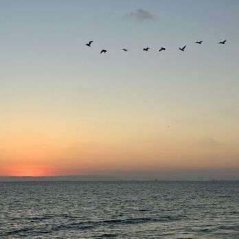 Newport Pier - Birds flying over the Ocean - Landmarks & Historical Buildings Near Me - Newport Beach, California