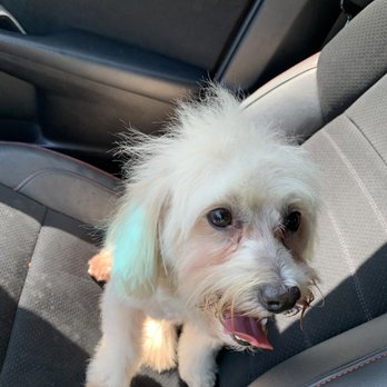 Discount Pets - First pick after leaving - Pet Groomers Near Me - Anaheim, California