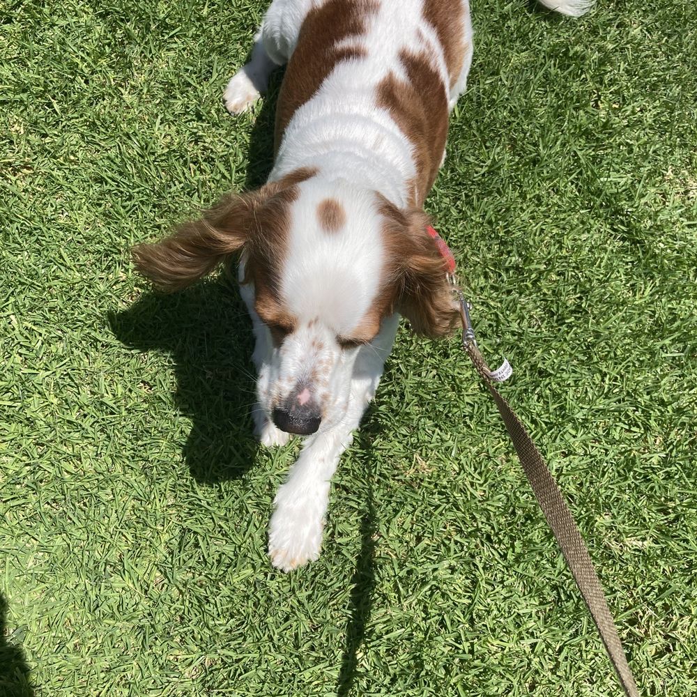 We Groom Pets - After grooming - Pet Groomers Near Me - Downey, California We Groom Pets - After grooming - Pet Groomers Near Me - Downey, California