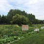 Photo of Strathcona Rail Community Garden