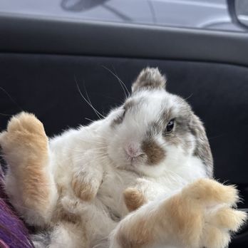 Dragonfly Farm - Our littlest baby bun, Nubs - Pet Breeders Near Me Dragonfly Farm - Our littlest baby bun, Nubs - Pet Breeders Near Me