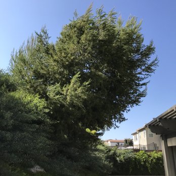 Select Tree Service - Tree Services Near Me Select Tree Service - Tree Services Near Me