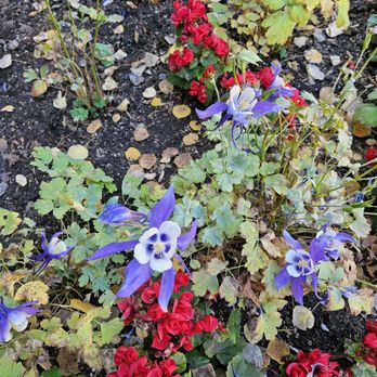 Betty Ford Alpine Gardens - Not sure, what kind. - Botanical Gardens Near Me - Vail, Colorado