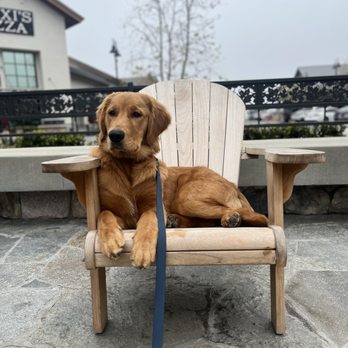 Rosewood K-9 - Pet Training Near Me Rosewood K-9 - Pet Training Near Me