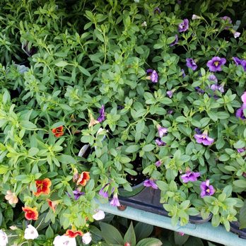 Johnson's Garden Centers - Nurseries & Gardening Near Me - Wichita, Kansas Johnson's Garden Centers - Nurseries & Gardening Near Me - Wichita, Kansas