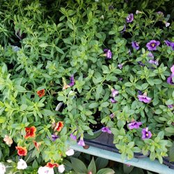 Johnson's Garden Centers