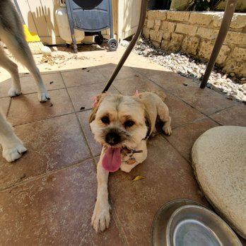 Magnolia Grooming - Happy groomed, no longer a shaggy pup. - Pet Groomers Near Me - Reseda, California Magnolia Grooming - Happy groomed, no longer a shaggy pup. - Pet Groomers Near Me - Reseda, California