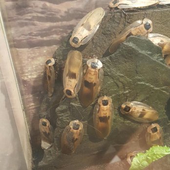 Audubon Insectarium - Roaches! - Zoos Near Me - New Orleans, Louisiana Audubon Insectarium - Roaches! - Zoos Near Me - New Orleans, Louisiana
