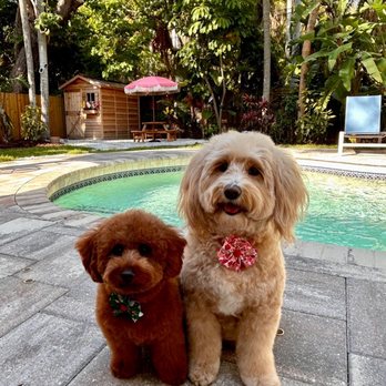Seaside Paw Spa - Puppy - Pet Groomers Near Me - Sarasota, Florida