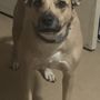 Dorby's Dog House Pet Resort