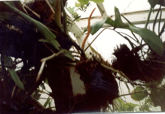 Giardini la Mortella by null