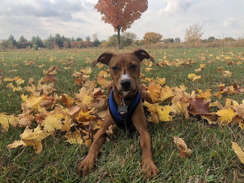 SPRINGBROOK PRAIRIE DOG PARK Updated October 2024 12 Photos 29W128 83rd St, Naperville