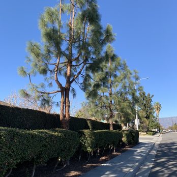 Alfonsos Tree Service - Tree Services Near Me - Chino, California Alfonsos Tree Service - Tree Services Near Me - Chino, California