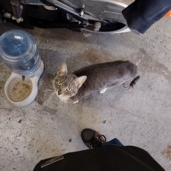 Keystone State Cycles - Kitty that they care for
