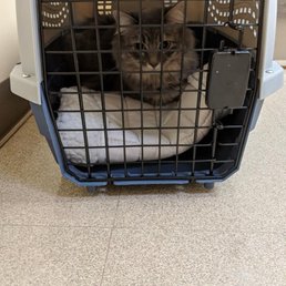 Fifi waiting her turn to see Dr. Fennell! Fifi waiting her turn to see Dr. Fennell!