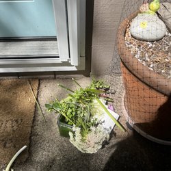 Manzanita Home and Flowers - The first bouquet that the deer ruined!