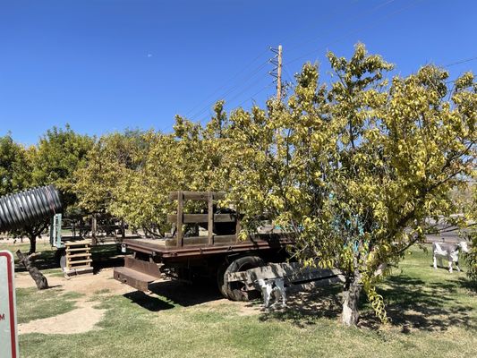 Amadio Ranch by null