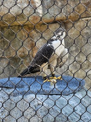 The Peregrine Fund's World Center For Birds of Prey by null