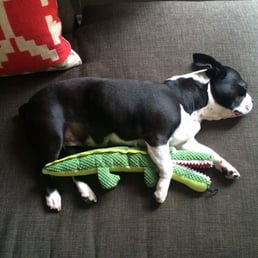 Rescue a dog and buy your dog all of the toys. You won't regret it. Rescue a dog and buy your dog all of the toys. You won't regret it.