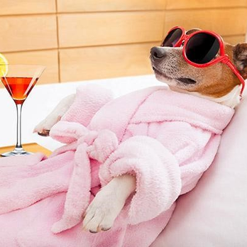 Pampered Pooch Pet Grooming - Pet Groomers Near Me - Fontana, California Pampered Pooch Pet Grooming - Pet Groomers Near Me - Fontana, California