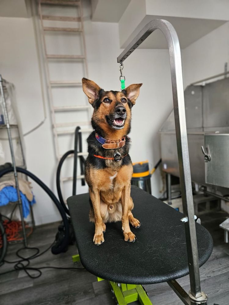 Whitaker Dog Day Camp - pet boarding facility in Los Angeles, CA