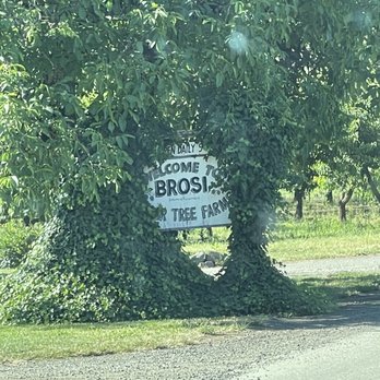 Brosi Sugar Tree Farms - Brosi's sign in the trees - Fruits & Veggies Near Me - Winston, Oregon Brosi Sugar Tree Farms - Brosi's sign in the trees - Fruits & Veggies Near Me - Winston, Oregon