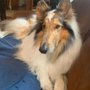 Hannah's Grooming & Spa