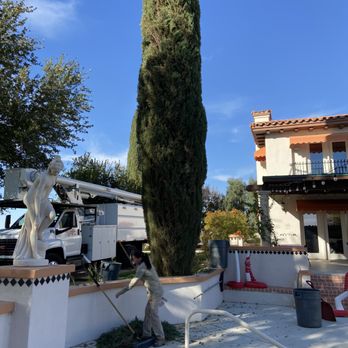 Tree Monkey - Tree Services Near Me - Las Vegas, Nevada Tree Monkey - Tree Services Near Me - Las Vegas, Nevada