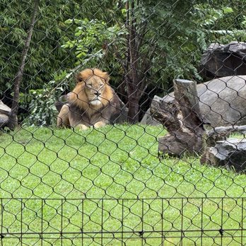 Audubon Zoo - Lion - Aquariums Near Me - New Orleans, Louisiana