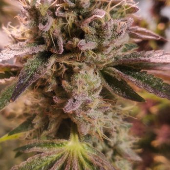 Phippsburg Flower Company - Grease Monkey - Cannabis Dispensaries Near Me - Phippsburg, Maine