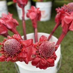 Grove Farm Market