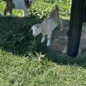 Down On The Farm Poly Furniture - two baby goats - Ice Cream & Frozen Yogurt Near Me - Strasburg, Pennsylvania Down On The Farm Poly Furniture - two baby goats - Ice Cream & Frozen Yogurt Near Me - Strasburg, Pennsylvania