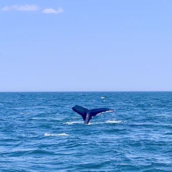 7 Seas Whale Watch - Whales - Whale Watching Tours Near Me - Gloucester, Massachusetts