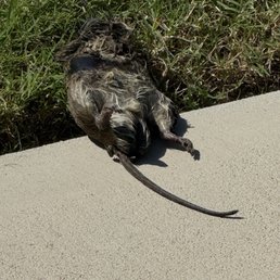 Beach Realty - This dead rat was in the pool area - Property Management Near Me - Kitty Hawk, North Carolina