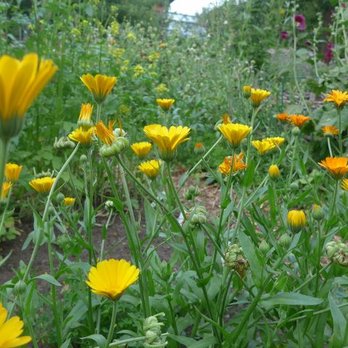 Wangeliner Garten - Botanical Gardens Near Me - Buchberg, MV