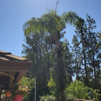 New Era Tree Service - Tree Services Near Me New Era Tree Service - Tree Services Near Me