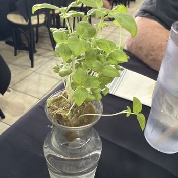 Southern Cypress Bistro - Lemon basil - Breakfast & Brunch Near Me - Grant-Valkaria, Florida Southern Cypress Bistro - Lemon basil - Breakfast & Brunch Near Me - Grant-Valkaria, Florida