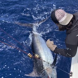 Kona Cowboy Sportfishing - Kyle's Blue Marlin he reeled in!! Yeehaw!