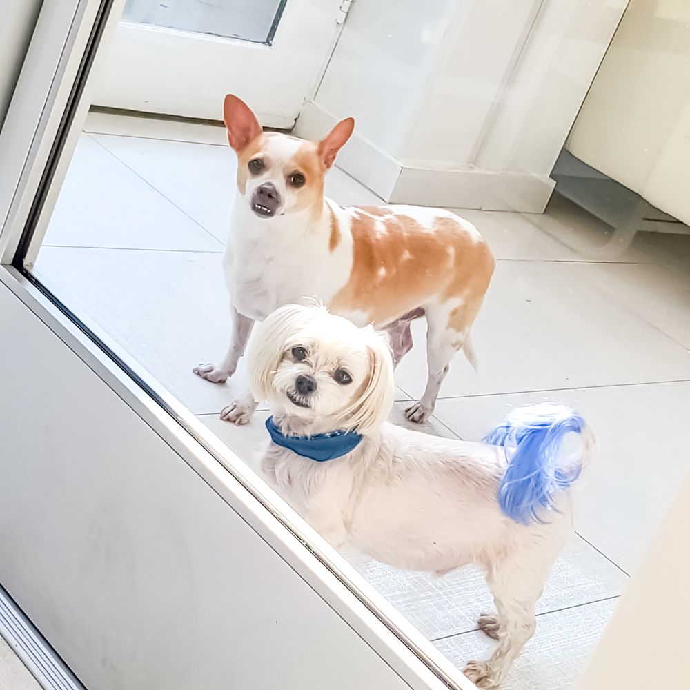 ROYAL DOG ACADEMY 20 Photos 239 S Robertson Blvd, Beverly Hills