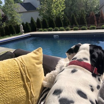 Grimes Aquatech Pools & Spas - My sweet lil Dalmatian overlooking the pool area. - Pool & Hot Tub Service Near Me - Bloomington, Indiana Grimes Aquatech Pools & Spas - My sweet lil Dalmatian overlooking the pool area. - Pool & Hot Tub Service Near Me - Bloomington, Indiana