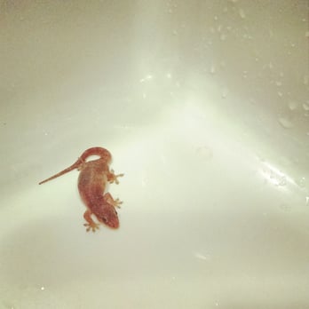 Poipu Kapili Resort Condos - Our little sink buddy - Resorts Near Me - Koloa, Hawaii Poipu Kapili Resort Condos - Our little sink buddy - Resorts Near Me - Koloa, Hawaii