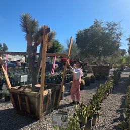 Falling in love at first sight with the Joshua Tree.