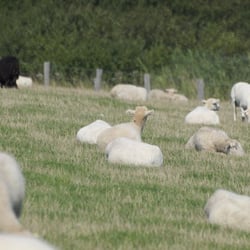 Naturschutzgebiet Geltinger Birk - Geltinger Birk 2015