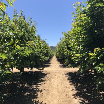 U Pick Orchards - Pick Your Own Farms Near Me - Morgan Hill, California