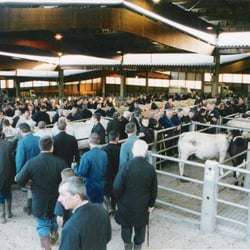 Le marché aux bovins
